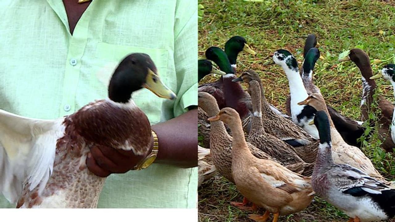 താറാവ് കര്‍ഷകരെ വഞ്ചിച്ച് സർക്കാർ, പക്ഷിപ്പനിയെതുടര്‍ന്ന് കൊന്നൊടുക്കി ഒന്നര വർഷമായിട്ടും നഷ്ടപരിഹാരമില്ല 