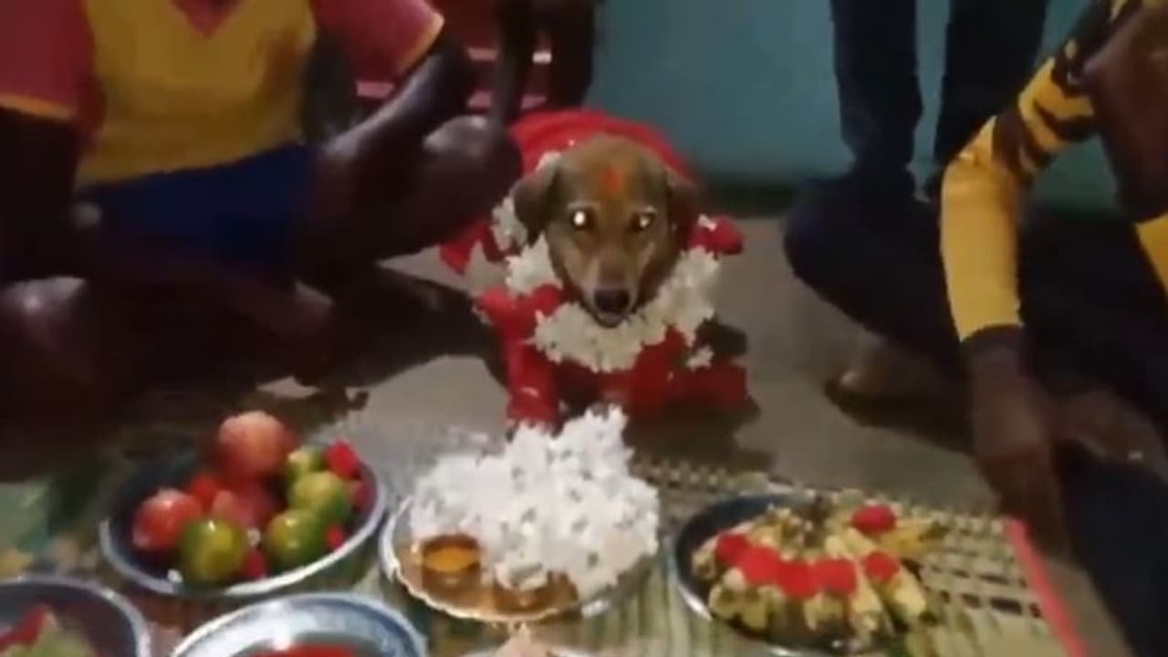 కుక్కకు సీమంతం.. చికెన్, మటన్ బిర్యానీ, పాయసం, స్వీట్లతో అతిథులకు విందు.. వీడియో వైరల్.. కుక్కకు సీమంతం.. చికెన్, మటన్ బిర్యానీ, పాయసం, స్వీట్లతో అతిథులకు విందు.. వీడియో వైరల్..