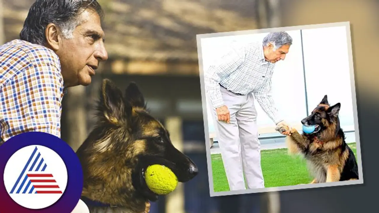 ರತನ್ ಟಾಟಾ ಅವರ 165,00,00,000 ರೂ. ವೆಚ್ಚದ ಪ್ರಾಣಿಗಳ ಆಸ್ಪತ್ರೆ ಕಾರ್ಯಾಚರಣೆಗೆ ಸಿದ್ಧ!