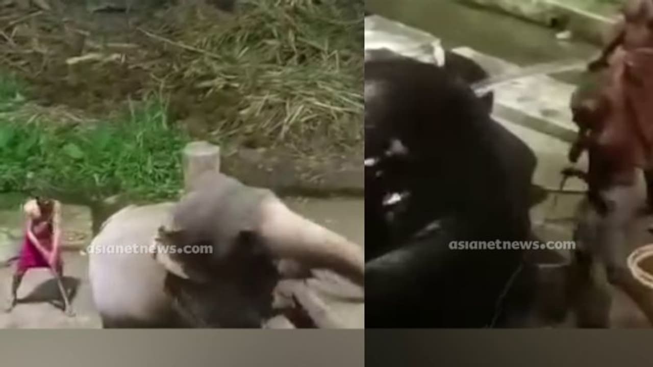 കുളിപ്പിക്കുന്നതിന് കിടക്കാൻ കൂട്ടാക്കിയില്ല, 'കൃഷ്ണക്കും കേശവൻ കുട്ടിക്കും' ക്രൂരമർദനം, ആനക്കോട്ടയിലെ ദൃശ്യം കുളിപ്പിക്കുന്നതിന് കിടക്കാൻ കൂട്ടാക്കിയില്ല, 'കൃഷ്ണക്കും കേശവൻ കുട്ടിക്കും' ക്രൂരമർദനം, ആനക്കോട്ടയിലെ ദൃശ്യം