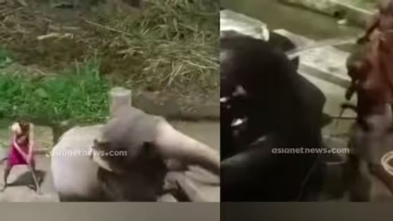 ആനകള്‍ക്ക് ക്രൂരമര്‍ദനം; വനം വകുപ്പ് കേസെടുത്തു, കര്‍ശന നടപടിയെന്ന് മന്ത്രി, പാപ്പാന്മാരുടെ ലൈസൻസ് റദ്ദാക്കും