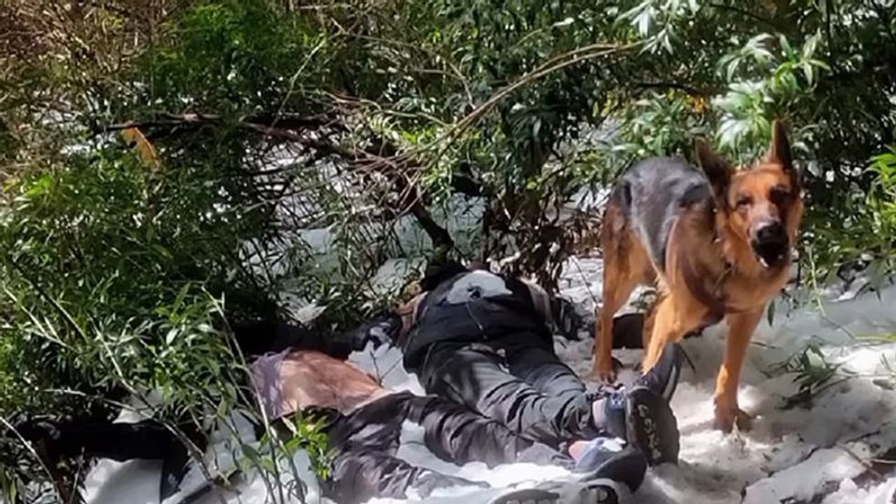 Trek turns tragic in Himachal Pradesh: Two lives lost, canine guardian stands vigil for 48 hours Trek turns tragic in Himachal Pradesh: Two lives lost, canine guardian stands vigil for 48 hours