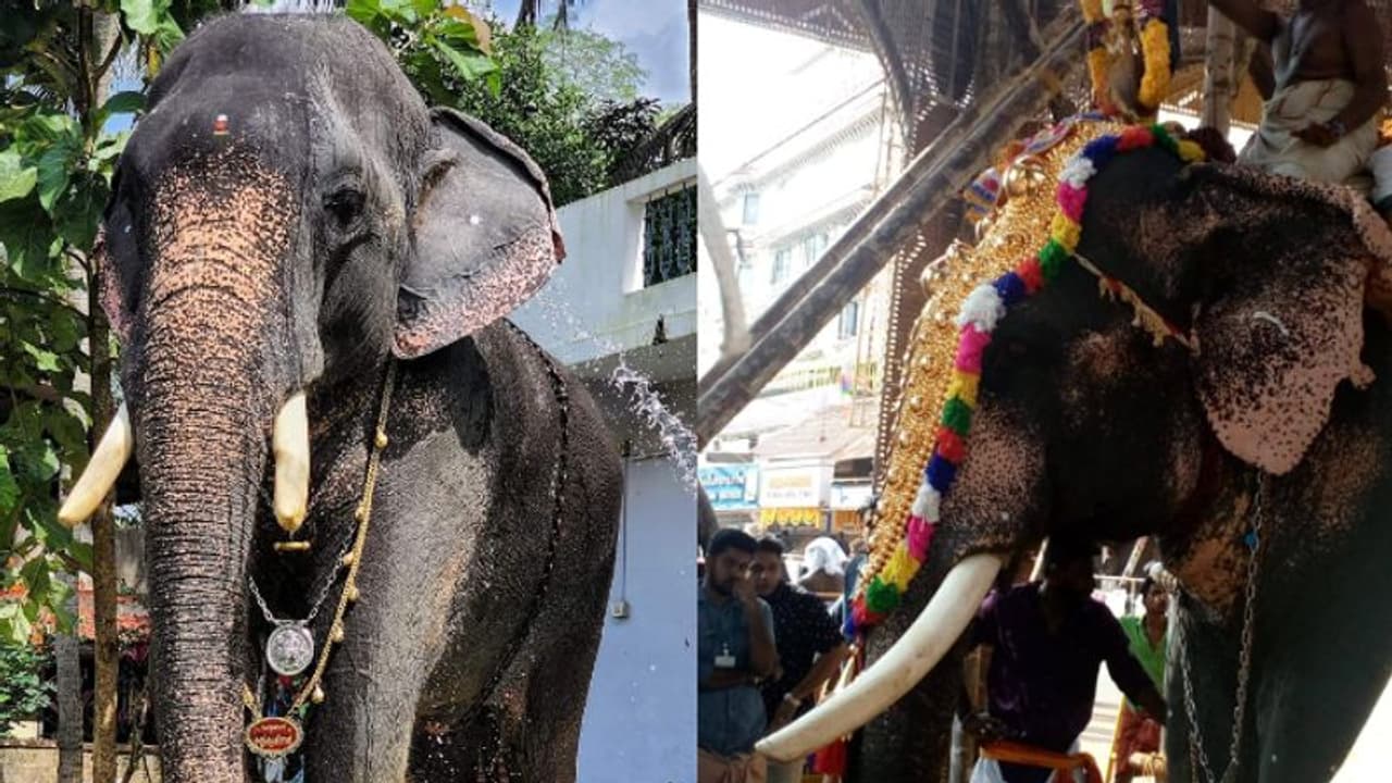ആനയെ ലോറിയില് കൊണ്ടുപോകുന്നതിനിടെ അപകടം; 'കുളക്കാടൻ കുട്ടികൃഷ്ണന്റെ' കൊമ്പ് അറ്റുപോയി ആനയെ ലോറിയില് കൊണ്ടുപോകുന്നതിനിടെ അപകടം; 'കുളക്കാടൻ കുട്ടികൃഷ്ണന്റെ' കൊമ്പ് അറ്റുപോയി