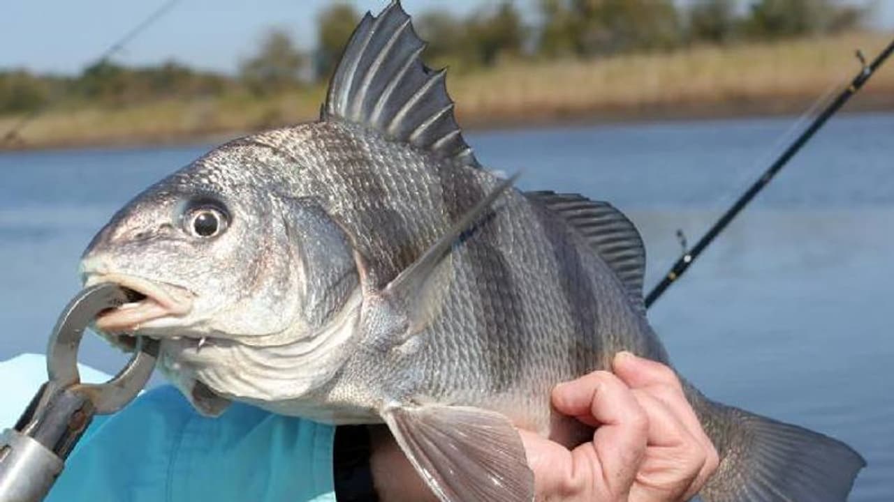 പേടിപ്പെടുത്തുന്ന ശബ്ദവും പ്രകമ്പനവും, ഉറക്കം നഷ്ടപ്പെട്ട് താമസക്കാർ, കാരണം കണ്ടെത്തി, മീനുകളുടെ ഇണചേരല് പേടിപ്പെടുത്തുന്ന ശബ്ദവും പ്രകമ്പനവും, ഉറക്കം നഷ്ടപ്പെട്ട് താമസക്കാർ, കാരണം കണ്ടെത്തി, മീനുകളുടെ ഇണചേരല്