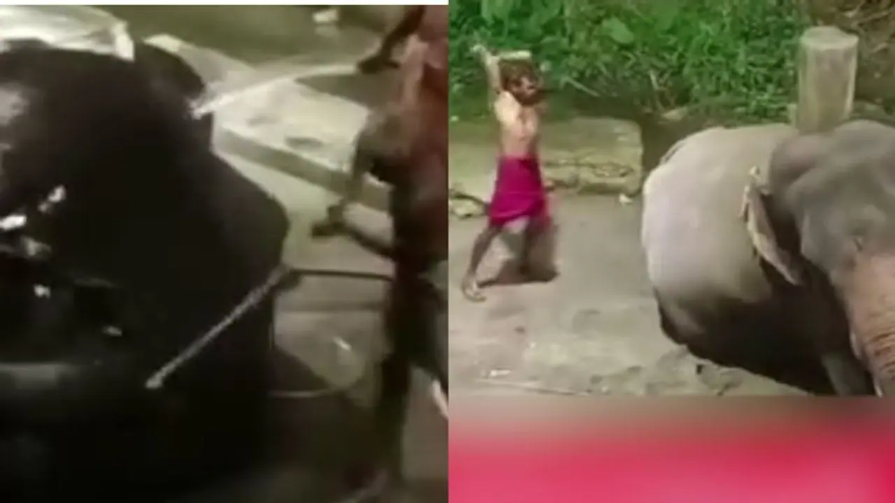 Kerala: HC orders probe against Guruvayur Elephant camp, action against mahouts who beat elephants Kerala: HC orders probe against Guruvayur Elephant camp, action against mahouts who beat elephants