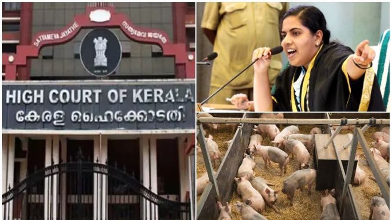 തിരുവനന്തപുരം നഗരസഭക്ക് തിരിച്ചടി, പന്നിഫാം ഉടമകളുടെ ആവശ്യം അംഗീകരിച്ച് ഹൈക്കോടതി; 'ജൈവമാലിന്യം കൈമാറരുത്' തിരുവനന്തപുരം നഗരസഭക്ക് തിരിച്ചടി, പന്നിഫാം ഉടമകളുടെ ആവശ്യം അംഗീകരിച്ച് ഹൈക്കോടതി; 'ജൈവമാലിന്യം കൈമാറരുത്'