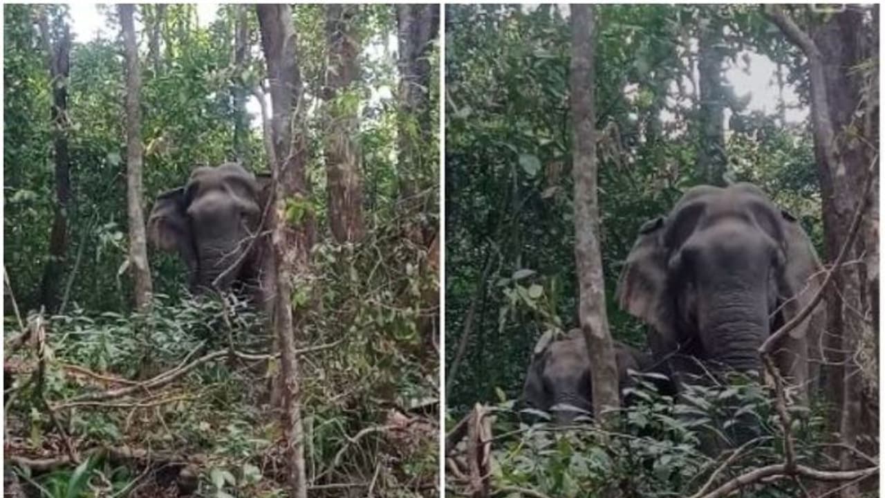 ജാഗ്രത, പൊന്മുടിയില് പുള്ളിപ്പുലിക്ക് പിന്നാലെ കാട്ടാനകളും; ചുരം റോഡില് നിലയുറപ്പിച്ചത് രണ്ട് കാട്ടാനകള് ജാഗ്രത, പൊന്മുടിയില് പുള്ളിപ്പുലിക്ക് പിന്നാലെ കാട്ടാനകളും; ചുരം റോഡില് നിലയുറപ്പിച്ചത് രണ്ട് കാട്ടാനകള്