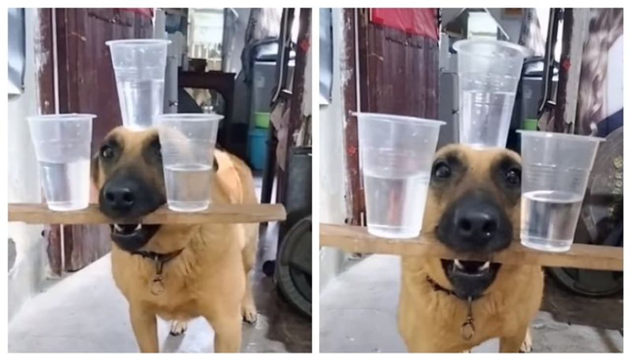 നായയുടെ 'ബാലന്സിംഗ് ആക്ട്'; എന്തിനിത്ര ക്രൂരതയെന്ന് കാഴ്ചക്കാര് ! നായയുടെ 'ബാലന്സിംഗ് ആക്ട്'; എന്തിനിത്ര ക്രൂരതയെന്ന് കാഴ്ചക്കാര് !