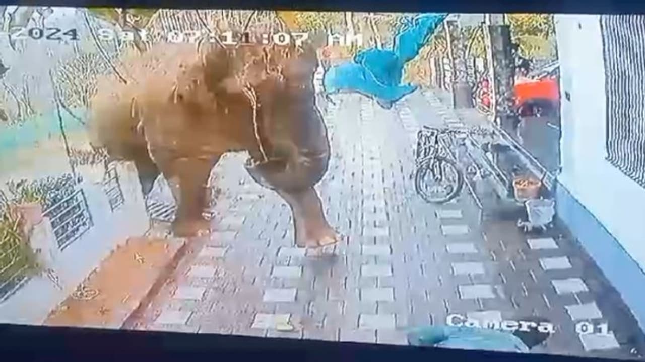 വയനാട്ടിലെ വന്യജീവി ശല്യം; സിസിഎഫ് റാങ്കിലുള്ള സ്പെഷൽ ഓഫീസറെ നിയമിക്കാൻ തീരുമാനം വയനാട്ടിലെ വന്യജീവി ശല്യം; സിസിഎഫ് റാങ്കിലുള്ള സ്പെഷൽ ഓഫീസറെ നിയമിക്കാൻ തീരുമാനം