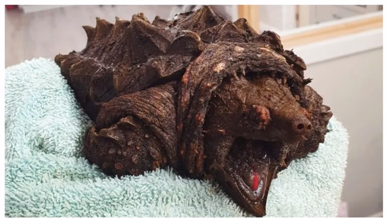 'എന്തോ ജീവി ഇത്?'; യുഎസിലെ കുംബ്രിയയില്‍ നിന്നും കഴിഞ്ഞ ദിവസം കണ്ടെത്തിയത് വിചിത്ര ആമയെ !