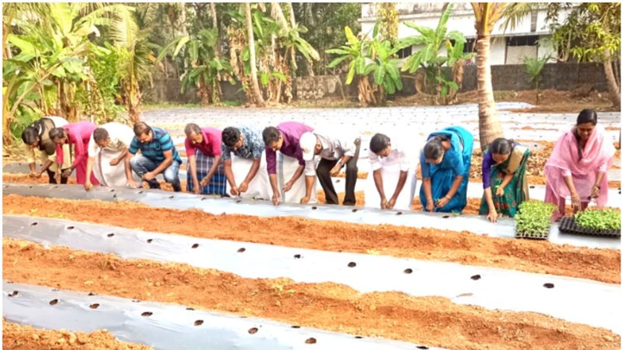 'ഇസ്രയേല് മോഡല്, ഫുള് ഹൈടെക്ക്'; വേറിട്ട കൃഷി രീതിയുമായി വയോധികരായ ദമ്പതികള് 'ഇസ്രയേല് മോഡല്, ഫുള് ഹൈടെക്ക്'; വേറിട്ട കൃഷി രീതിയുമായി വയോധികരായ ദമ്പതികള്