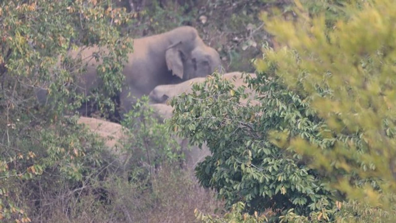 ಚಿಕ್ಕಮಗಳೂರು ನಗರದ ಆಸುಪಾಸಿನಲ್ಲೇ ಬೀಡುಬಿಟ್ಟ ಬಿಟ್ಟ ಕಾಡಾನೆಗಳು: ಆತಂಕದಲ್ಲಿ ಜನತೆ