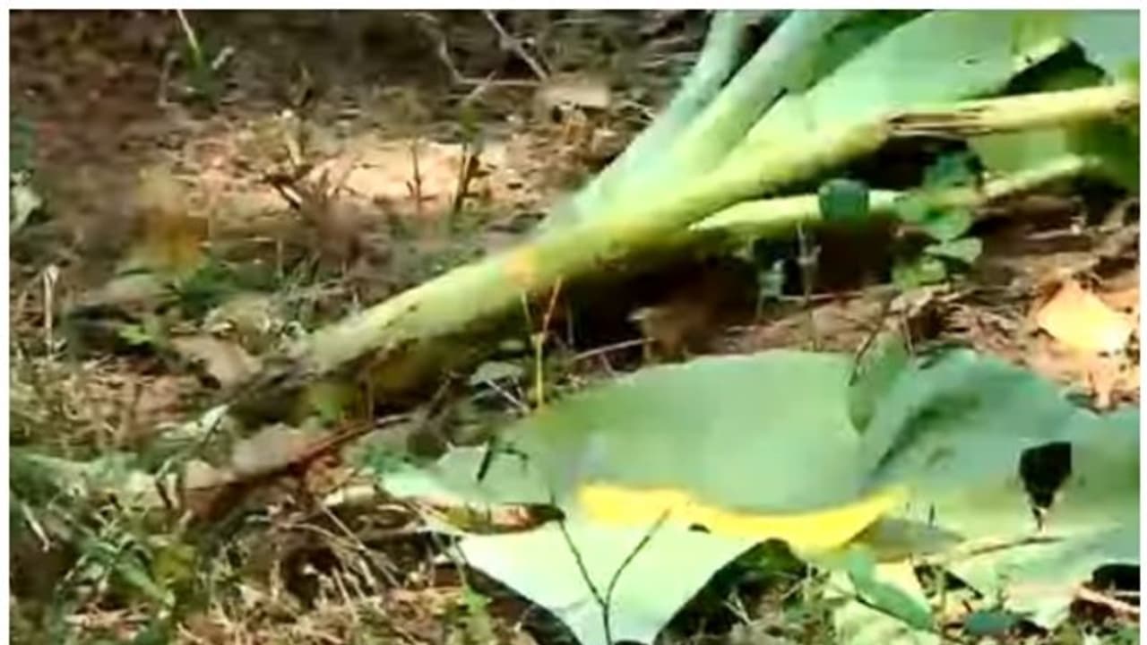 രാത്രി 11 മണിക്ക് ധോണിയിൽ കാട്ടാന, കമ്പിവേലി ചവിട്ടി പൊളിച്ചു, വാഴ നശിപ്പിച്ചു; ഭീതിയിൽ പ്രദേശവാസികൾ രാത്രി 11 മണിക്ക് ധോണിയിൽ കാട്ടാന, കമ്പിവേലി ചവിട്ടി പൊളിച്ചു, വാഴ നശിപ്പിച്ചു; ഭീതിയിൽ പ്രദേശവാസികൾ