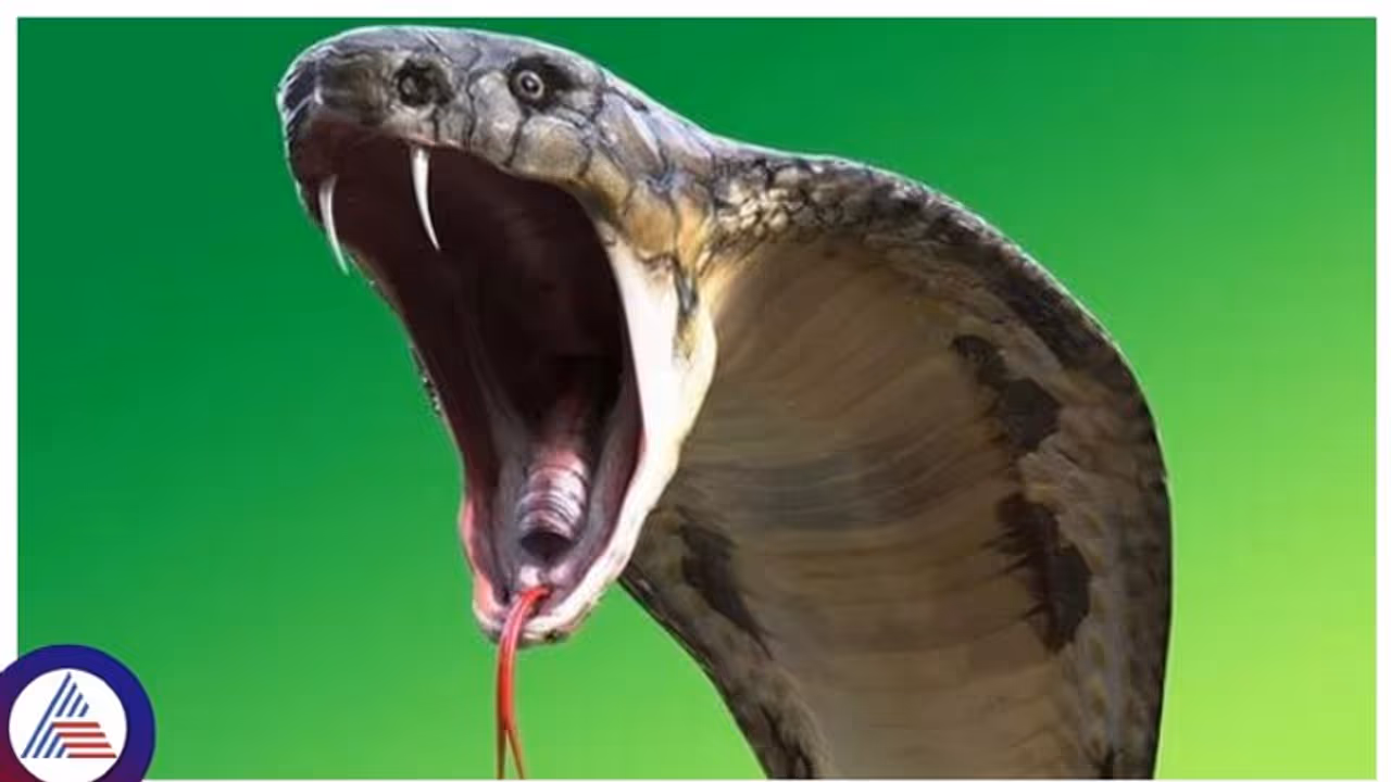 ಮನೆ ಕೆಡವುತ್ತಿರುವಾಗ ಮಲಗುವ ಕೋಣೆಯ ಗೋಡೆಯೊಳಗೆ ಪತ್ತೆಯಾಯ್ತು 5 ಕಾಳಿಂಗ ಸರ್ಪ, ಬಿಚ್ಚಿಬಿದ್ದ ಶಿಕ್ಷಕ