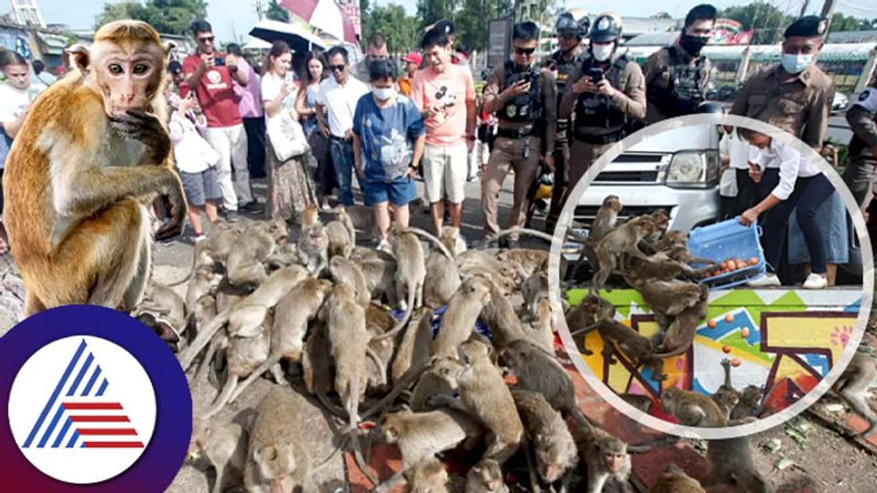 ಥಾಯ್ಲೆಂಡ್ನ ಪ್ರಸಿದ್ಧ ಪ್ರವಾಸಿ ನಗರವನ್ನೇ ತೆಕ್ಕೆಗೆ ತೆಗೆದುಕೊಂಡ ಮಂಗಗಳ ಸೈನ್ಯ! ಥಾಯ್ಲೆಂಡ್ನ ಪ್ರಸಿದ್ಧ ಪ್ರವಾಸಿ ನಗರವನ್ನೇ ತೆಕ್ಕೆಗೆ ತೆಗೆದುಕೊಂಡ ಮಂಗಗಳ ಸೈನ್ಯ!