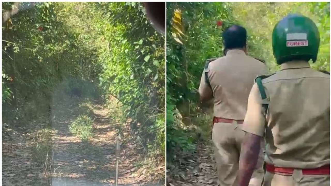 മാനന്തവാടിയിൽ ദൗത്യസംഘമിറങ്ങിയപ്പോൾ മുണ്ടക്കൈയിൽ അതാ മറ്റൊരു കൊമ്പൻ, പുൽപ്പള്ളിയിൽ കടുവ; ജീവിതം ഭയത്തിൽ തന്നെ! മാനന്തവാടിയിൽ ദൗത്യസംഘമിറങ്ങിയപ്പോൾ മുണ്ടക്കൈയിൽ അതാ മറ്റൊരു കൊമ്പൻ, പുൽപ്പള്ളിയിൽ കടുവ; ജീവിതം ഭയത്തിൽ തന്നെ!