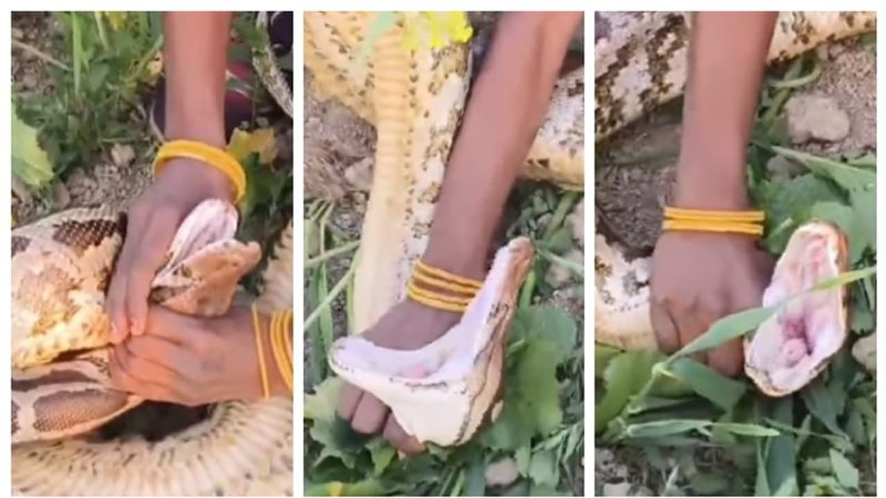 വാ പൊളിച്ച് പെരുമ്പാമ്പ്....! കൂറ്റന് പെരുമ്പാമ്പിന്റെ കഴുത്തിന് കുത്തിപ്പിടിക്കുന്ന യുവതിയുടെ വീഡിയോ വൈറൽ വാ പൊളിച്ച് പെരുമ്പാമ്പ്....! കൂറ്റന് പെരുമ്പാമ്പിന്റെ കഴുത്തിന് കുത്തിപ്പിടിക്കുന്ന യുവതിയുടെ വീഡിയോ വൈറൽ