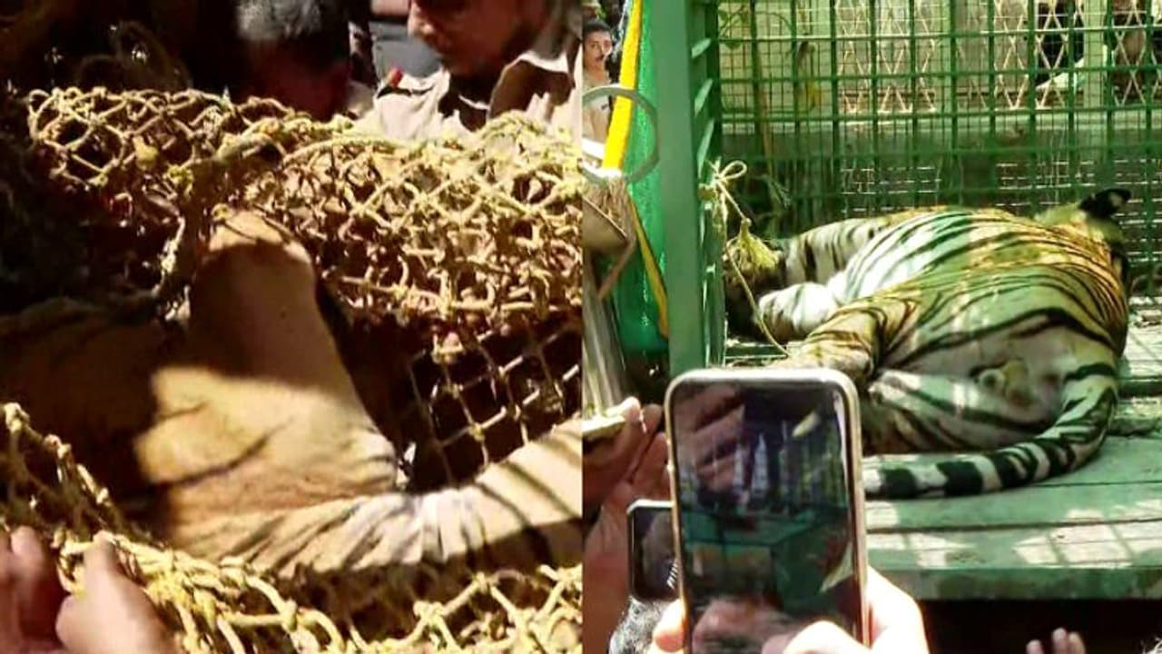 കടുവയെ എവിടെ കൊണ്ടുപോകുമെന്ന് പറയാത്തതിൽ പ്രതിഷേധം; ഒടുവിൽ എഴുതിനൽകി അധികൃതർ, കടുവയെ കൊട്ടിയൂരിൽ നിന്ന് മാറ്റി കടുവയെ എവിടെ കൊണ്ടുപോകുമെന്ന് പറയാത്തതിൽ പ്രതിഷേധം; ഒടുവിൽ എഴുതിനൽകി അധികൃതർ, കടുവയെ കൊട്ടിയൂരിൽ നിന്ന് മാറ്റി