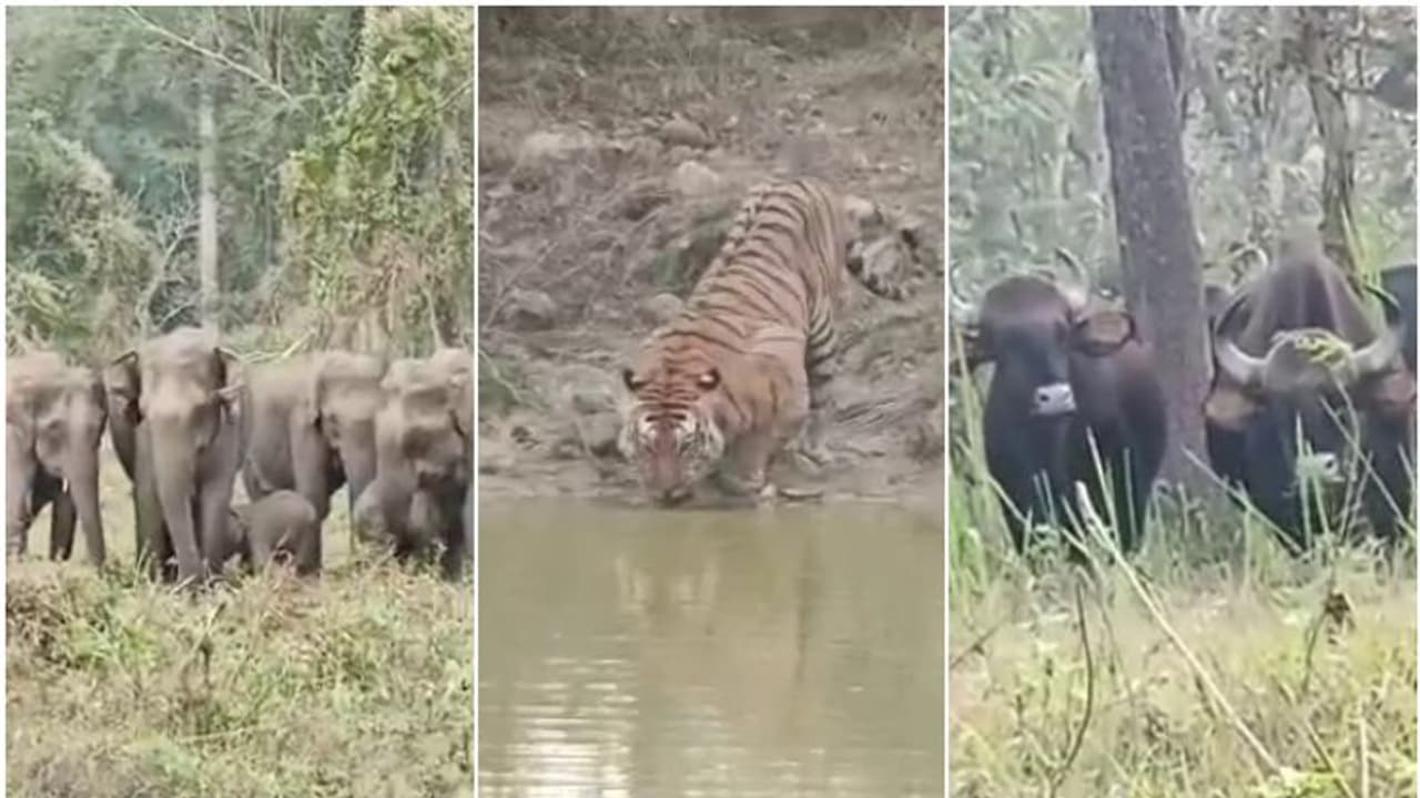 വെള്ളമില്ല, കരിഞ്ഞുണങ്ങി മുതുമലയും ബന്ദിപ്പൂരും; ആനയും കടുവയും വയനാടൻ കാട്ടിലെത്തുന്നത് വെള്ളവും തീറ്റയും തേടി വെള്ളമില്ല, കരിഞ്ഞുണങ്ങി മുതുമലയും ബന്ദിപ്പൂരും; ആനയും കടുവയും വയനാടൻ കാട്ടിലെത്തുന്നത് വെള്ളവും തീറ്റയും തേടി