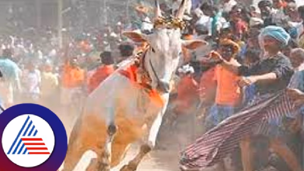 ಶಿವಮೊಗ್ಗ: ಹೋರಿ ಬೆದರಿಸುವ ಸ್ಪರ್ಧೆ ನೋಡುವ ವೇಳೆ ಗೂಳಿ ತಿವಿದು ವಿದ್ಯಾರ್ಥಿ ಸಾವು!