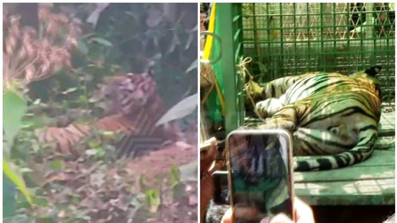 കണ്ണൂര്‍ കൊട്ടിയൂരിൽ നിന്ന് മയക്കുവെടി വെച്ച് പിടികൂടിയ കടുവ ചത്തു