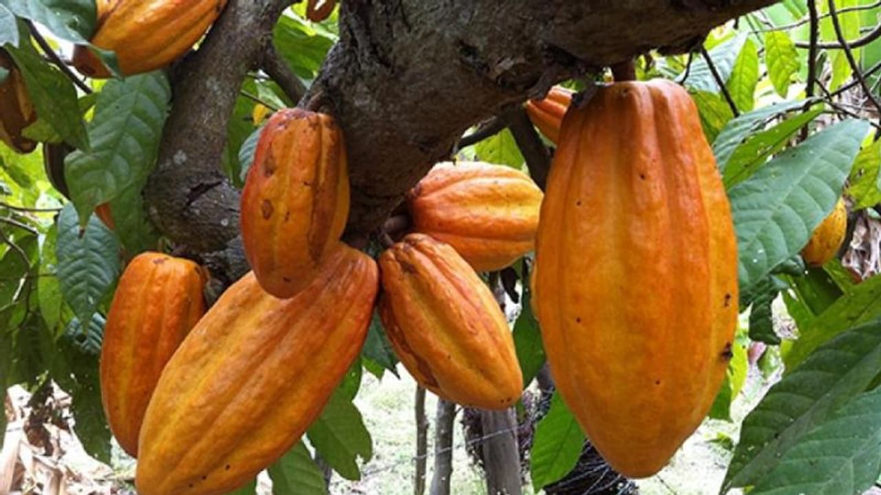 തേങ്ങയും റബ്ബറും ചതിച്ചപ്പോള്‍ കര്‍ഷകന് താങ്ങായി കൊക്കോ, വില സര്‍വകാല റെക്കോര്‍ഡില്‍