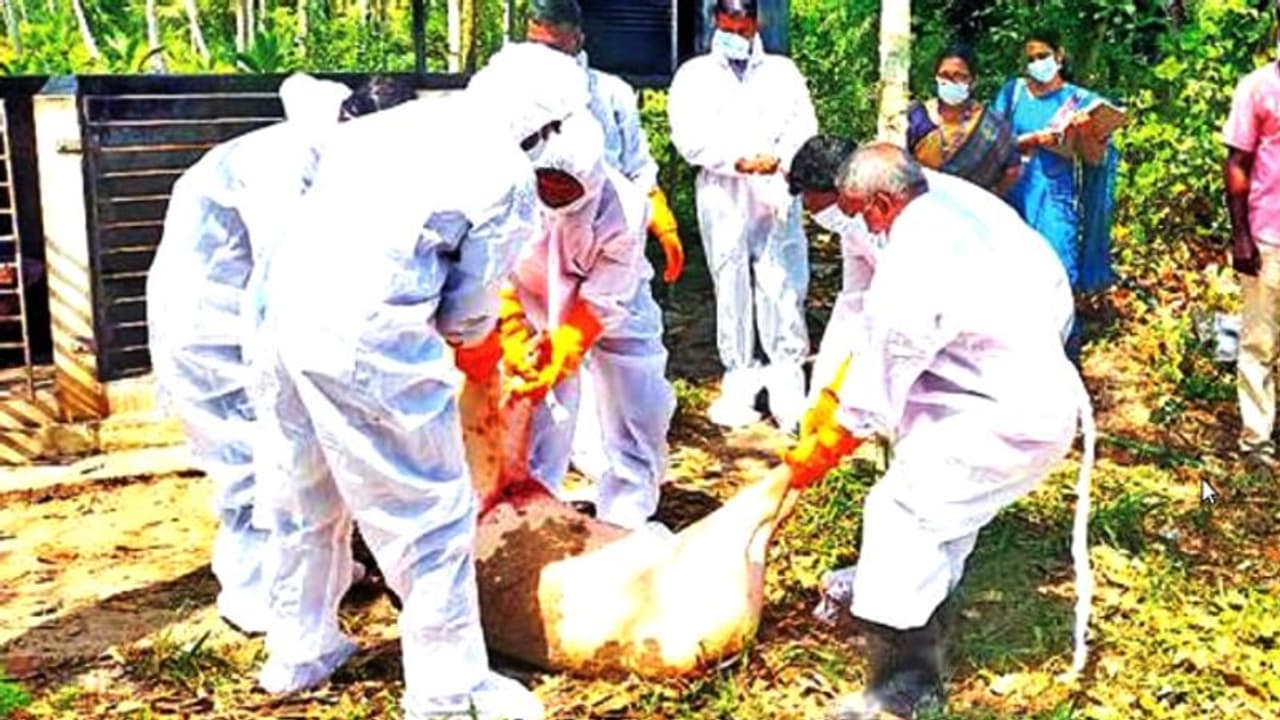 ആശങ്ക ഉയര്ത്തി ആഫ്രിക്കന് പന്നിപ്പനി: പന്നികളെ കൂട്ടത്തോടെ കൊന്നു ആശങ്ക ഉയര്ത്തി ആഫ്രിക്കന് പന്നിപ്പനി: പന്നികളെ കൂട്ടത്തോടെ കൊന്നു