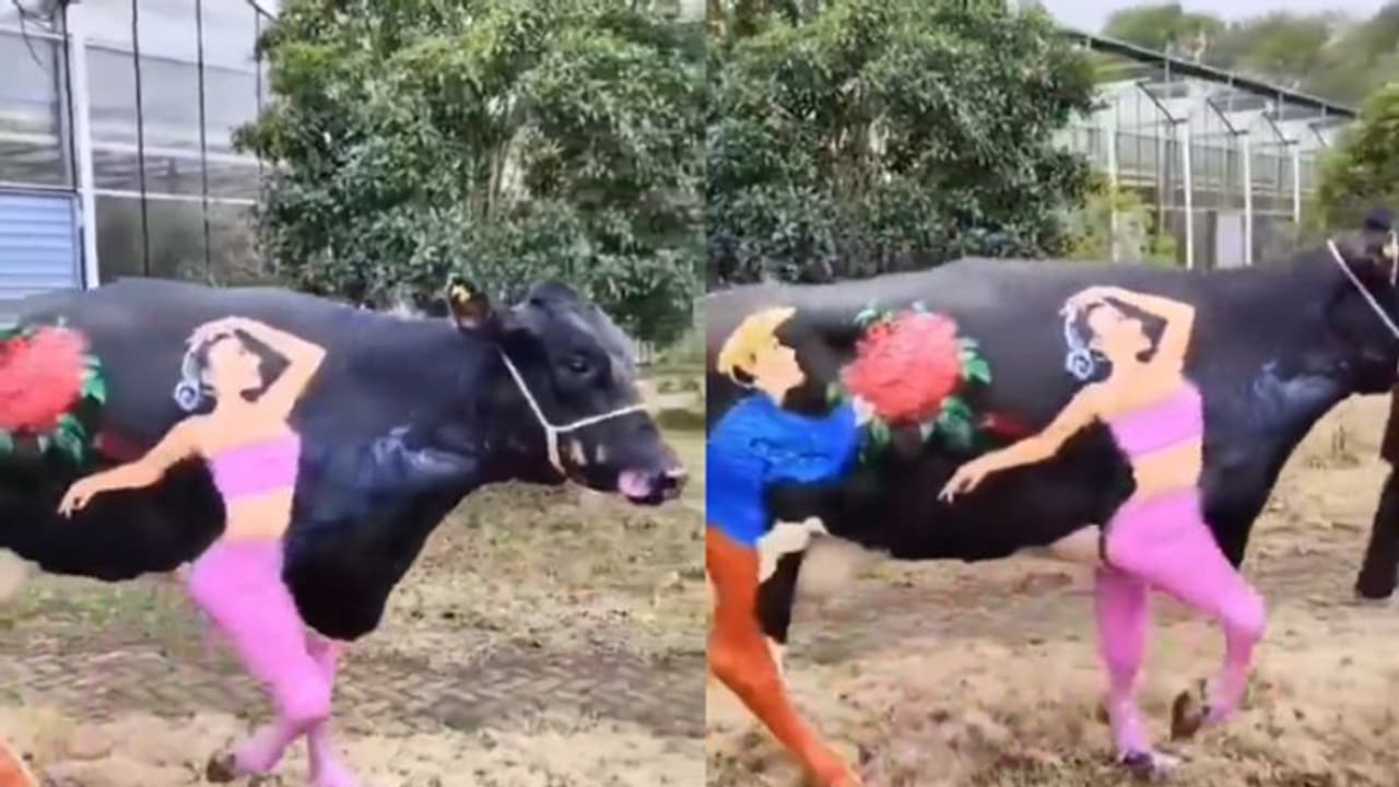 ಗೋವಿನ ಮೇಲೆ ಅರಳಿದ ಪ್ರೇಮಿಗಳ ದಿನಾಚರಣೆ ಆರ್ಟ್, ಹಳೇ ಲವರ್ ನೆನಪಾಗಿರಬೇಕು ಎಂದ ನೆಟಿಜೆನ್ಸ್! ಗೋವಿನ ಮೇಲೆ ಅರಳಿದ ಪ್ರೇಮಿಗಳ ದಿನಾಚರಣೆ ಆರ್ಟ್, ಹಳೇ ಲವರ್ ನೆನಪಾಗಿರಬೇಕು ಎಂದ ನೆಟಿಜೆನ್ಸ್!