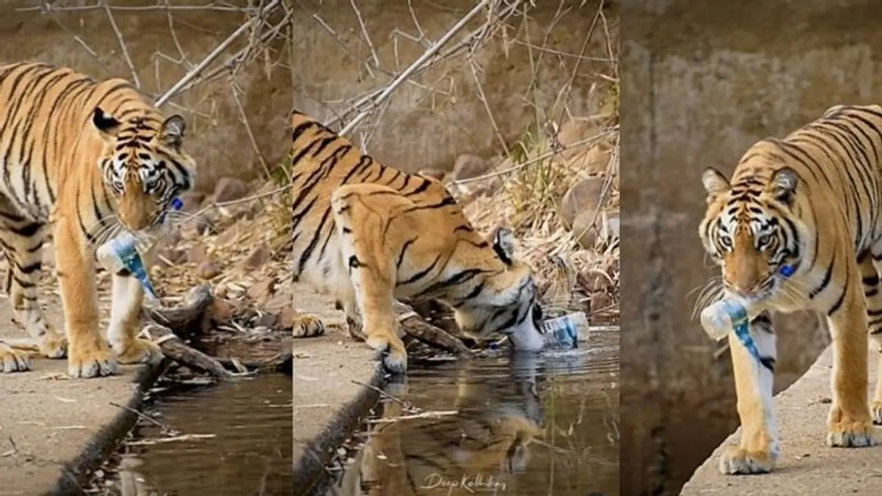 ಹುಲಿಗಿರುವ ಬುದ್ಧಿ ಮನುಷ್ಯರಿಗಿಲ್ವೆ? ರಾಷ್ಟ್ರೀಯ ಪ್ರಾಣಿಯ ರಾಷ್ಟ್ರ ಮೆಚ್ಚುವ ಕಾರ್ಯ