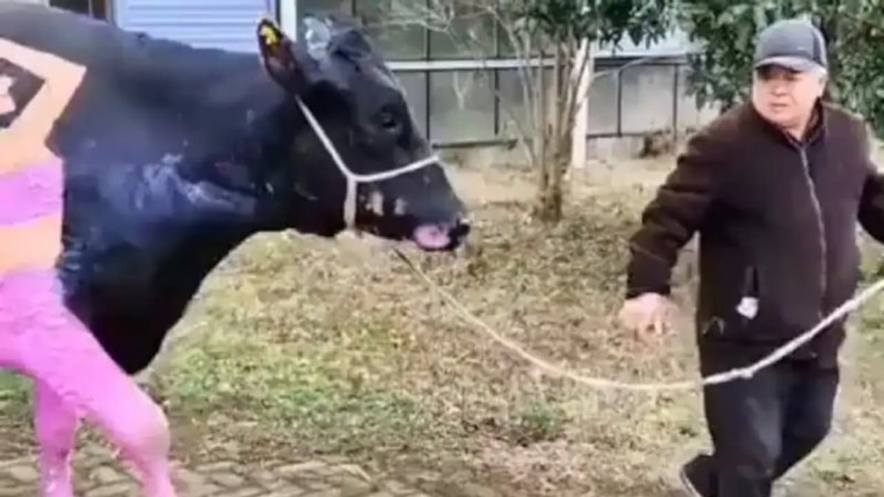 'ഇത് വാലന്‍റൈൻസ് ഡേ സ്പെഷ്യല്‍'; വൈറലായി പെയിന്‍റടിച്ച പശുവിന്‍റെ വീഡിയോ...