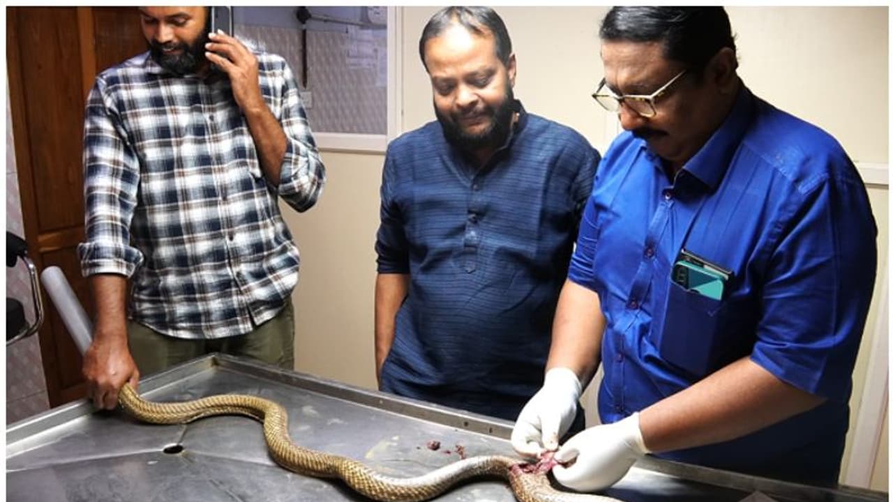 കാർ കയറിയിറങ്ങി മൂർഖന്‍റെ കുടൽമാല പുറത്ത്; മണിക്കൂർ നീണ്ട സർജറി, എല്ലാം ഉള്ളിലാക്കി തുന്നിക്കെട്ടി, ആശ്വാസം