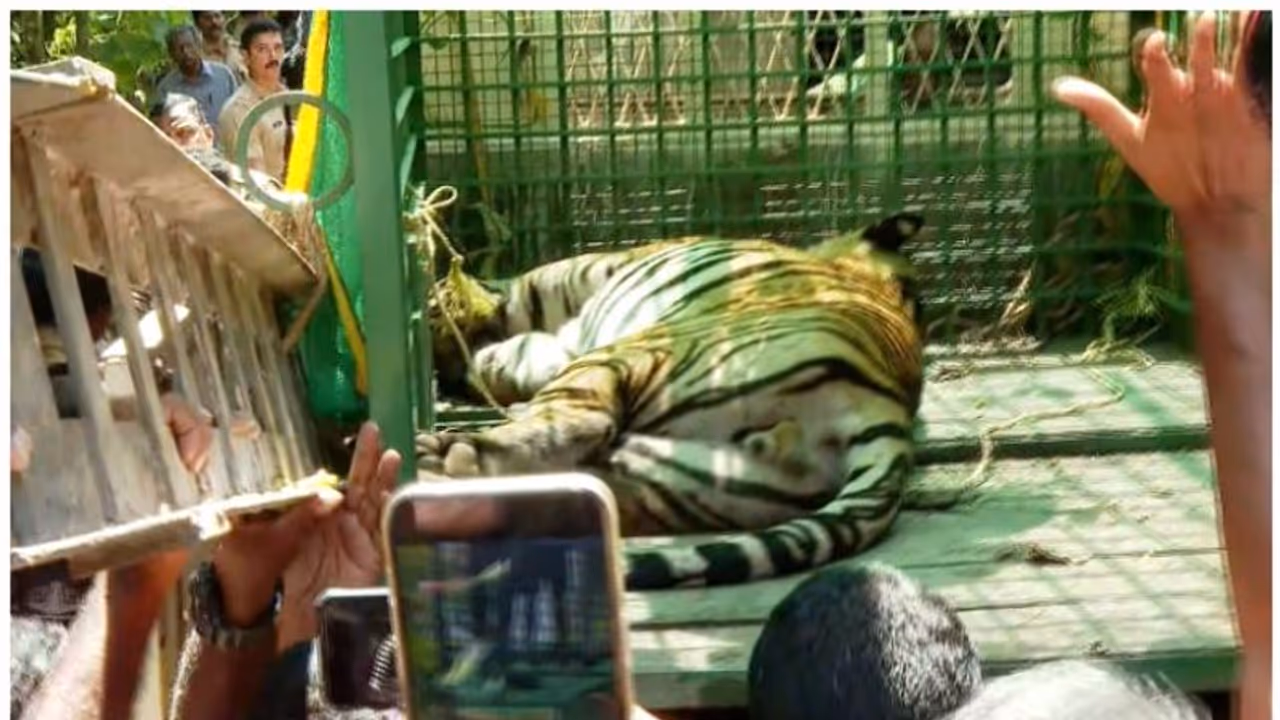 കൊട്ടിയൂരിൽ നിന്ന് പിടിച്ച കടുവ ചത്ത സംഭവം: അണുബാധ മൂലമെന്ന് പോസ്റ്റ്മോർട്ടം റിപ്പോർട്ട്; ജ‍ഡം കത്തിക്കും