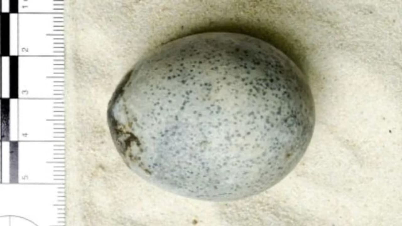 Remarkable discovery: 1,700 year old Roman age egg unearthed in Britain; yolk and whites still intact