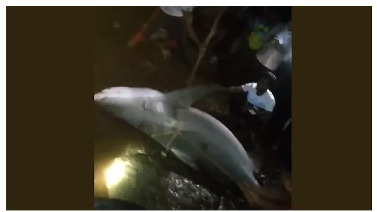 പുഴയിൽ മീൻ പിടിക്കാനിറങ്ങിയ യുവാവിന്റെ കാൽ സ്രാവ് കടിച്ചെടുത്തു, സംഭവം മഹാരാഷ്ട്രയിൽ വീഡിയോ പുഴയിൽ മീൻ പിടിക്കാനിറങ്ങിയ യുവാവിന്റെ കാൽ സ്രാവ് കടിച്ചെടുത്തു, സംഭവം മഹാരാഷ്ട്രയിൽ വീഡിയോ