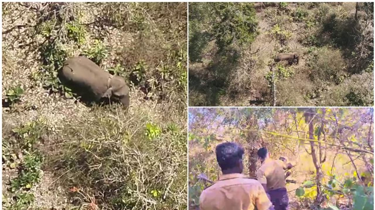 ബേലൂർ മഖ്ന ദൗത്യം; നവാബ് അലി ഖാൻ വയനാട്ടിൽ, ദൗത്യ സംഘത്തിനൊപ്പം ചേരുമെന്ന് വനംവകുപ്പ് 