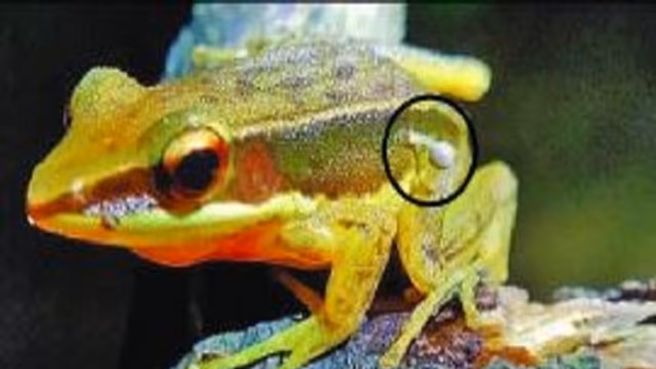 Rare frog species found in Karnataka's Karkala lake with mushrooms on its body