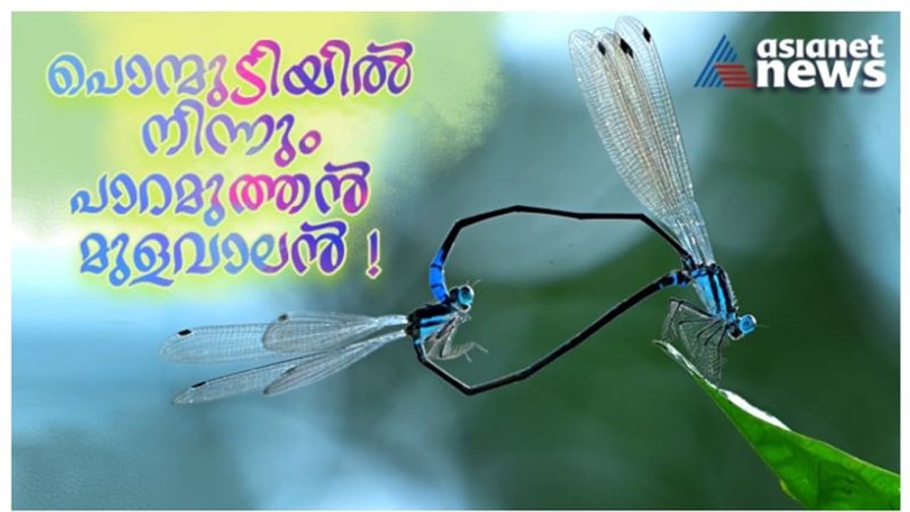 പാറമുത്തൻ മുളവാലൻ ! പൊന്മുടിയില്‍ നിന്നും പുതിയ തുമ്പി ഇനത്തെ കണ്ടെത്തി മലയാളി ഗവേഷകര്‍ 