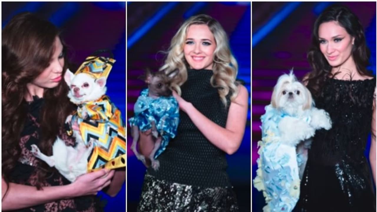 പട്ടികളെയും കൊണ്ട് റാമ്പില് സുന്ദരിമാര്; ഇത് 'വറൈറ്റി' ഫാഷൻ ഷോ.... പട്ടികളെയും കൊണ്ട് റാമ്പില് സുന്ദരിമാര്; ഇത് 'വറൈറ്റി' ഫാഷൻ ഷോ....