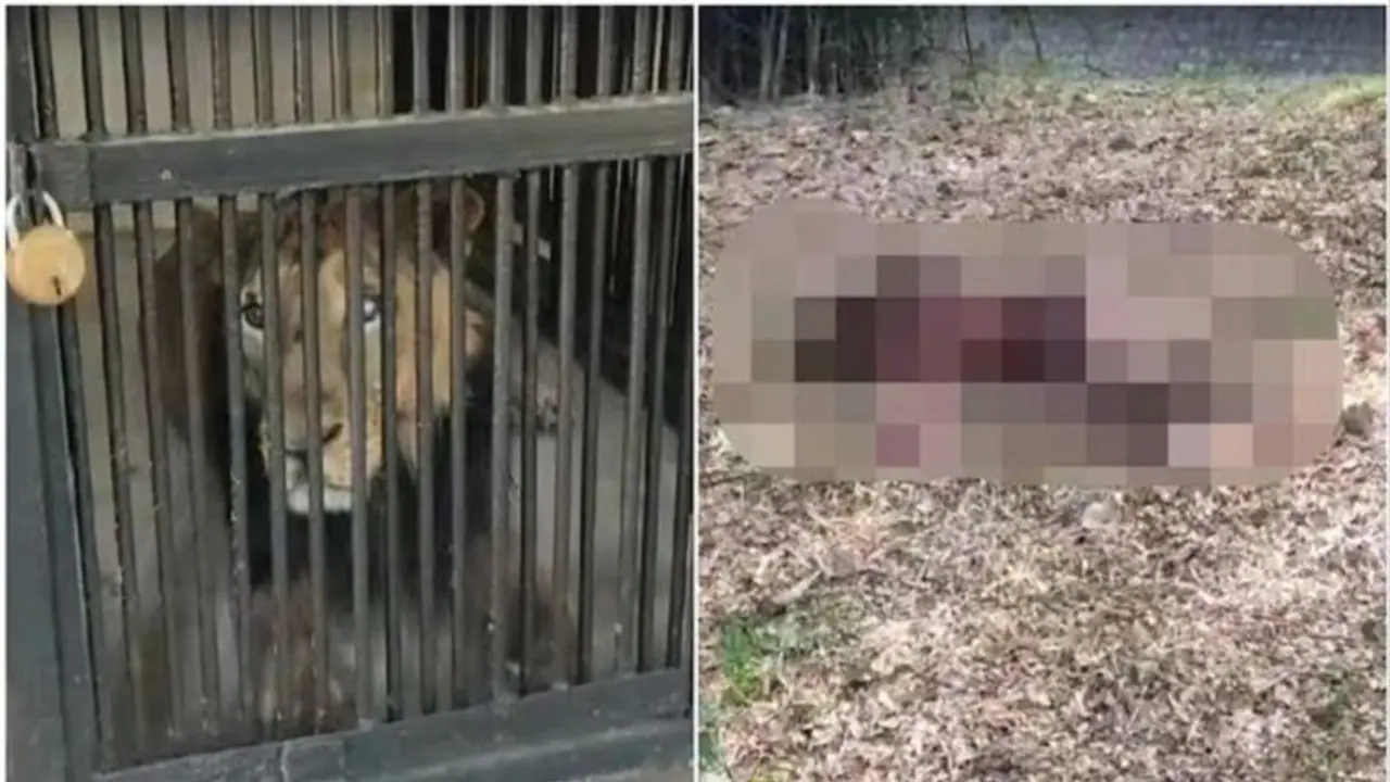 ತಿರುಪತಿ ಮೃಗಾಲಯದಲ್ಲಿ ಸಿಂಹದ ಜೊತೆ ಸೆಲ್ಫಿ ಸಾಹಸ, ತಿಂದು ತೇಗಿದ ಕಾಡಿನ ರಾಜ! ತಿರುಪತಿ ಮೃಗಾಲಯದಲ್ಲಿ ಸಿಂಹದ ಜೊತೆ ಸೆಲ್ಫಿ ಸಾಹಸ, ತಿಂದು ತೇಗಿದ ಕಾಡಿನ ರಾಜ!