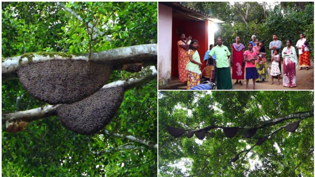 കടന്നൽ കുത്തേറ്റ് അന്നൊരാൾ മരിച്ചു; പരുന്ത് പറന്നാലും കാറ്റ് വീശിയാലും കടന്നൽ ഇളകുമെന്ന പേടിയിൽ കുടുംബങ്ങൾ