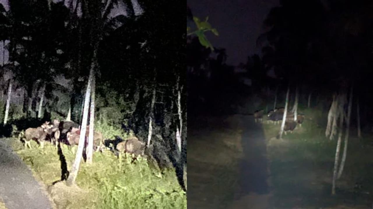 വയനാട്ടിൽ ആനയ്ക്കും കടുവയ്ക്കും പിന്നാലെ മലയണ്ണാന് ശല്യം, ഇപ്പോഴിതാ കാട്ടുപോത്തിന്ക്കൂട്ടവും; തീരാദുരിതം വയനാട്ടിൽ ആനയ്ക്കും കടുവയ്ക്കും പിന്നാലെ മലയണ്ണാന് ശല്യം, ഇപ്പോഴിതാ കാട്ടുപോത്തിന്ക്കൂട്ടവും; തീരാദുരിതം