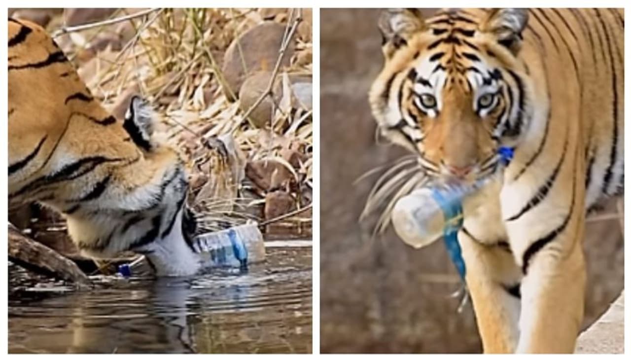 ప్లాస్టిక్ వాటర్ బాటిల్తో పులి: ఇంటర్నెట్ లో వైరల్ గా మారిన వీడియో ప్లాస్టిక్ వాటర్ బాటిల్తో పులి: ఇంటర్నెట్ లో వైరల్ గా మారిన వీడియో