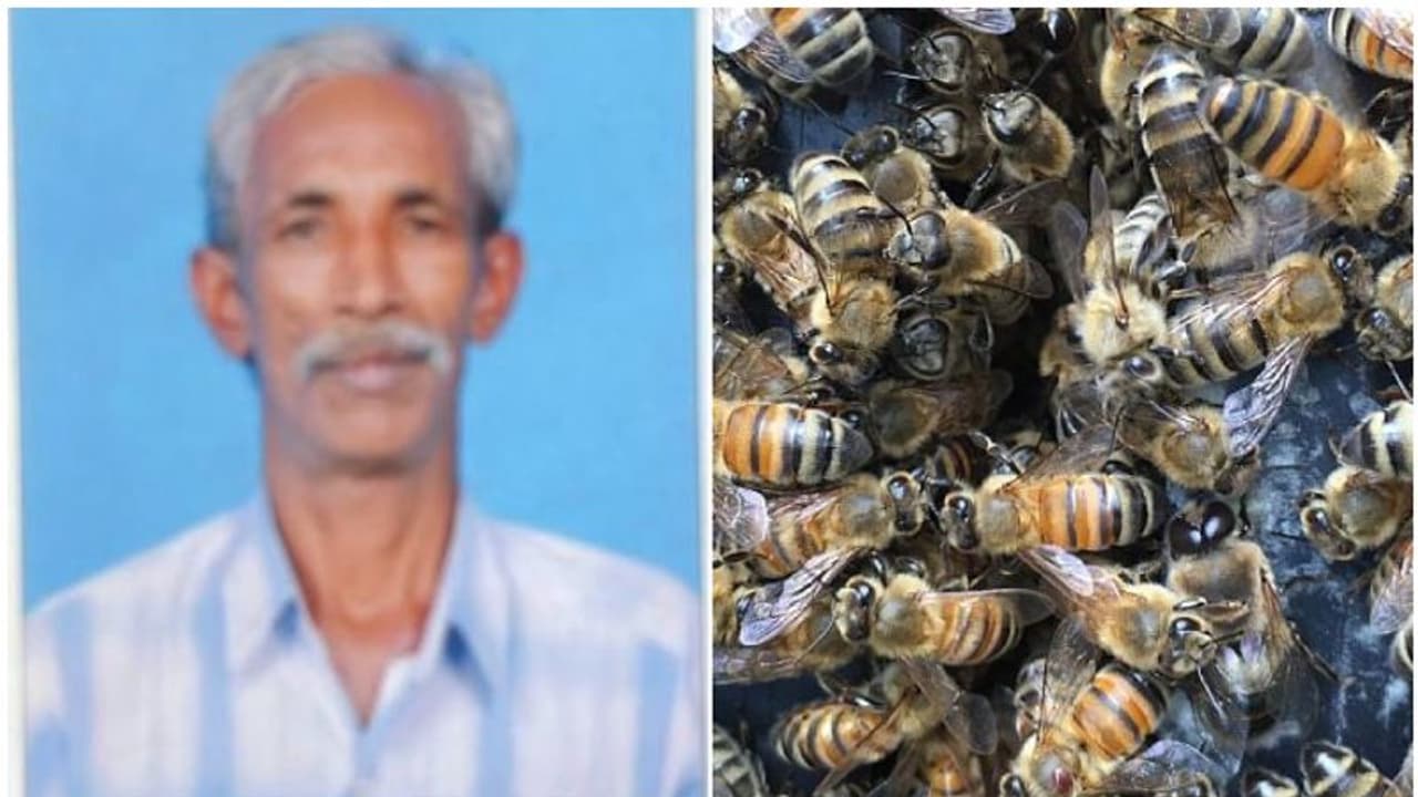 തേനീച്ചയുടെ കുത്തേറ്റ് ആശുപത്രിയിൽ പ്രവേശിപ്പിച്ചയാൾ മരിച്ചു തേനീച്ചയുടെ കുത്തേറ്റ് ആശുപത്രിയിൽ പ്രവേശിപ്പിച്ചയാൾ മരിച്ചു