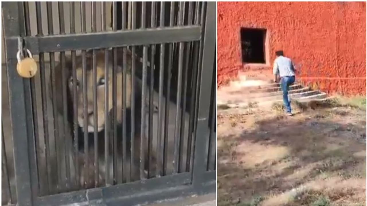 ലഹരിപ്പുറത്ത് സിംഹത്തിനൊപ്പം സെല്‍ഫി; ചുറ്റുമതില്‍ ചാടി കൂട്ടിലേക്ക് കയറിയ യുവാവിന് ദാരുണാന്ത്യം, വീഡിയോ