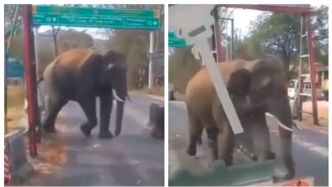 ഭയമാ... ഫ്രണ്ട് താ.. അണ്ണാ റ്റാറ്റാ ബൈ....! കാട്ടാനയെ അഭിവാദ്യം ചെയ്യുന്ന ബസ് ഡ്രൈവറുടെ വീഡിയോ വൈറല്‍ !