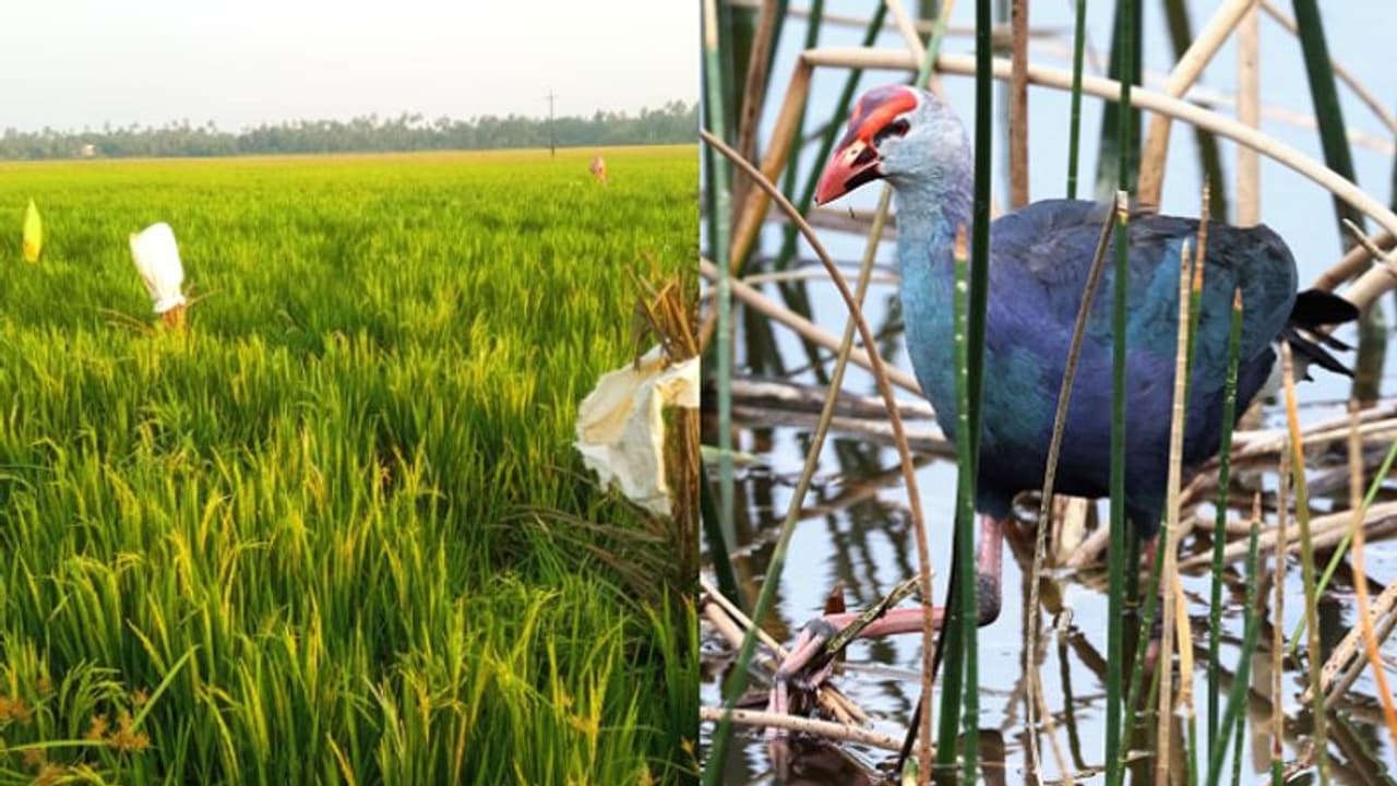 താമസം മണ്ണെടുത്ത കുഴികൾ, കതിരുകളും ചെടികളും ഒരു പോലെ നശിപ്പിച്ച് നീല കോഴികൾ, നെൽ കർഷകർക്ക് ആശങ്ക താമസം മണ്ണെടുത്ത കുഴികൾ, കതിരുകളും ചെടികളും ഒരു പോലെ നശിപ്പിച്ച് നീല കോഴികൾ, നെൽ കർഷകർക്ക് ആശങ്ക