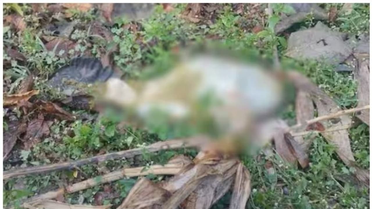 സുരഭിക്കവലയിലെ കടുവയെ മയക്കുവെടി വെയ്ക്കാൻ ഉത്തരവ്; കടുവയിറങ്ങിയിട്ട് ഒരുമാസം സുരഭിക്കവലയിലെ കടുവയെ മയക്കുവെടി വെയ്ക്കാൻ ഉത്തരവ്; കടുവയിറങ്ങിയിട്ട് ഒരുമാസം