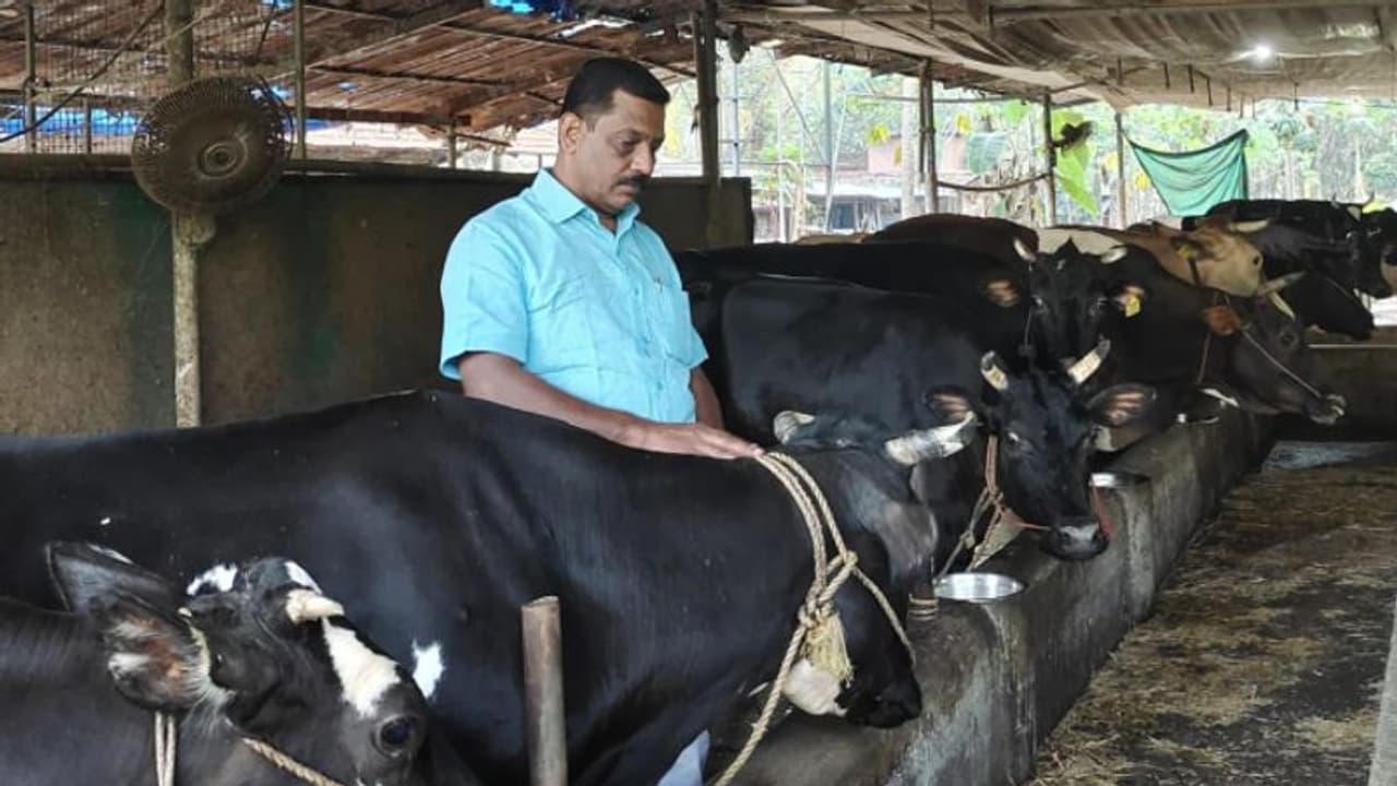 പ്രവാസ ജീവിതം മതിയാക്കി വരുമ്പോൾ 2 പശുക്കൾ, ഇന്ന് 50 പശുക്കളുള്ള ഫാം; ഷിഹാബുദ്ദീന് ക്ഷീരവകുപ്പിന്‍റെ അംഗീകാരം