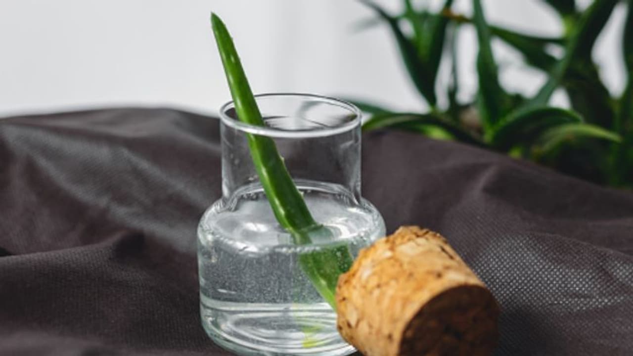 ദിവസവും കറ്റാര്വാഴ ജ്യൂസ് കുടിക്കൂ; അറിയാം ഈ ഗുണങ്ങള്... ദിവസവും കറ്റാര്വാഴ ജ്യൂസ് കുടിക്കൂ; അറിയാം ഈ ഗുണങ്ങള്...