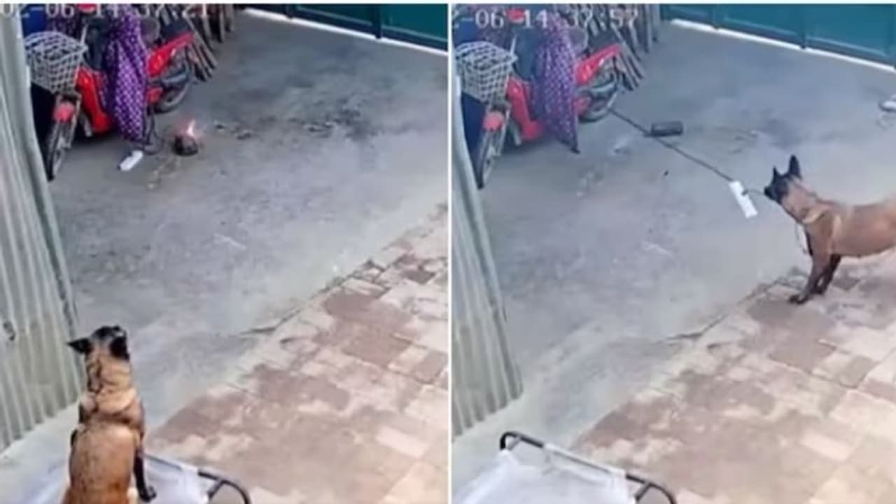 തീപ്പിടുത്തത്തില്‍ നിന്ന് ഒരു വീടിനെ രക്ഷപ്പെടുത്തി വളര്‍ത്തുനായ; വീഡിയോ...